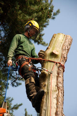 Tree surgeon in Reading