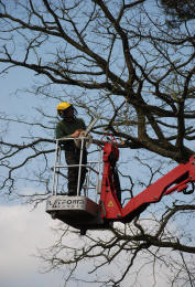Tree surgeon in Berkshire