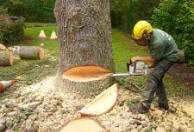Tree surgeon in Wokingham