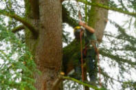 Tree surgery in Berkshire